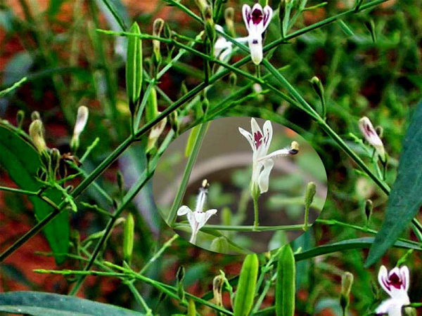 Xuyên tâm liên có tác dụng kháng vi sinh vật (vi khuẩn, virus, nấm, ký sinh trùng), chống viêm, chống oxy hóa, chống ung thư…