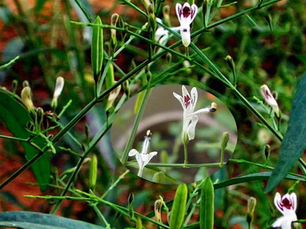 Xuyên tâm liên có tác dụng kháng vi sinh vật (vi khuẩn, virus, nấm, ký sinh trùng), chống viêm, chống oxy hóa, chống ung thư…