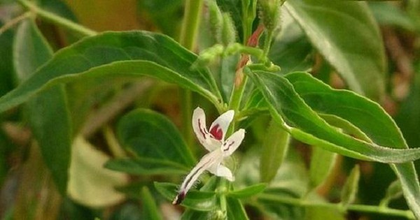 Một số nước đã đưa xuyên tâm liên vào điều trị bệnh nhân COVID-19 cho thấy hiệu quả trên những người ít triệu chứng, thể nhẹ. Tại Thái Lan, tác dụng của nó đã được khẳng định trong cuộc thử nghiệm của Viện Nghiên cứu y học cổ truyền Thái Lan (2020).