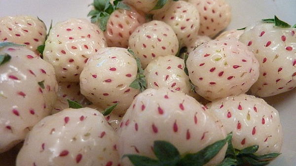 Sự kết hợp giữa dâu tây fragaria chiloensis (một loại dâu có nguồn gốc từ Hawaii, Bắc và Nam Mỹ) và dâu tây thông thường. Loại quả này có kích thước nhỏ hơn dâu tây, hương thơm nhẹ và vị hơi giống quả dứa.