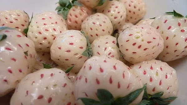 Sự kết hợp giữa dâu tây fragaria chiloensis (một loại dâu có nguồn gốc từ Hawaii, Bắc và Nam Mỹ) và dâu tây thông thường. Loại quả này có kích thước nhỏ hơn dâu tây, hương thơm nhẹ và vị hơi giống quả dứa.