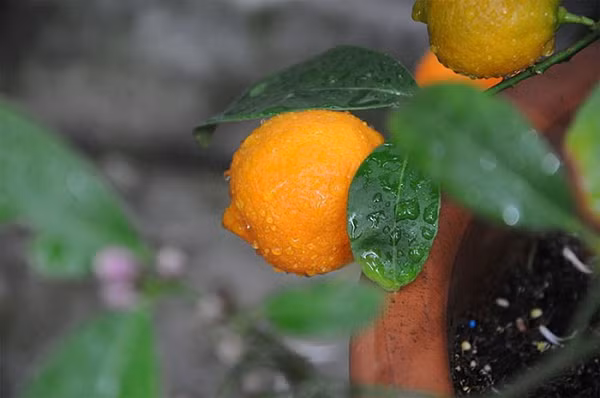 Cây lai giữa cam Mandarin và chanh. Hương vị chua của loại quả này có thể dùng để thay thế chanh.