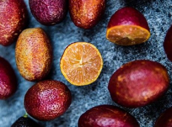 Chanh đỏ lai giữa chanh ngón tay đỏ (red finger lime) ở Australia và một loại quýt lai có tên là Ellendale Mandarin. Quả chanh lai có ruột màu vàng đỏ, vỏ đỏ hoặc xanh, kích thước nhỏ và dài hơn chanh thông thường.