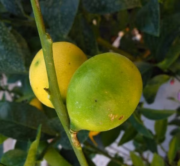 Quả lai giữa chanh (Key lime) và quất. Quả có vỏ mịn của quất và vị đắng của chanh. Quả lai được dùng để làm mứt, tương ớt và nhiều món khác.