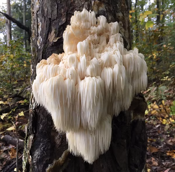 Một cây nấm răng đầu gấu gồm nhiều nhánh tập trung vào nhau và đều mọc ra từ thân gỗ, mỗi nhánh dài 10-30 cm, màu trắng mọc rũ xuống dưới đất.