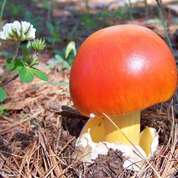 Nấm Caesar, là một loại nấm ăn được đánh giá cao trong chi Amanita, có nguồn gốc ở miền nam châu Âu và Bắc Phi. Loại nấm này là món khoái khẩu của những người cai trị đầu tiên của Đế chế La Mã.