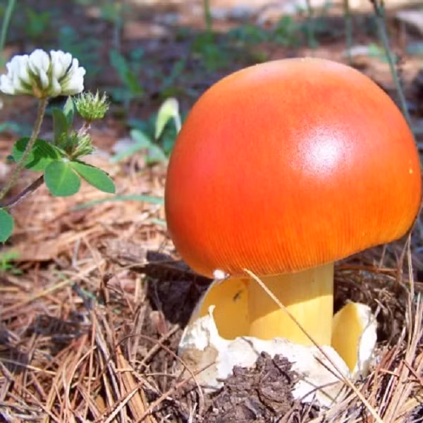 Nấm Caesar, là một loại nấm ăn được đánh giá cao trong chi Amanita, có nguồn gốc ở miền nam châu Âu và Bắc Phi. Loại nấm này là món khoái khẩu của những người cai trị đầu tiên của Đế chế La Mã.