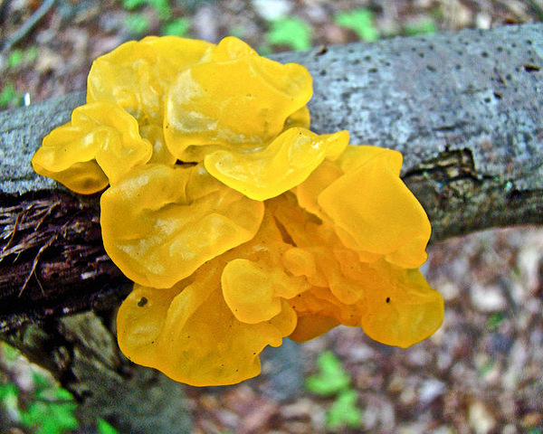 Nấm bơ phù thủy (Tremella mesenterica) còn có tên gọi khác là nấm thạch vàng, thường được tìm thấy ở các khe gỗ. Nấm có kết cấu giống thạch, khi sờ vào có cảm giác dính và nhầy.