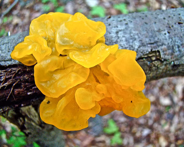 Nấm bơ phù thủy (Tremella mesenterica) còn có tên gọi khác là nấm thạch vàng, thường được tìm thấy ở các khe gỗ. Nấm có kết cấu giống thạch, khi sờ vào có cảm giác dính và nhầy.