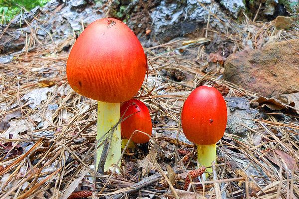 Nấm Caesar có rất nhiều chất dinh dưỡng và có thể chế biến thành nhiều món ăn ngon, bổ dưỡng như nấu cháo, xào mướp, nấu lẩu… Đây là loài nấm cực kỳ quý hiếm trên thế giới. Hương vị nấm rất thơm, ngon và giòn.