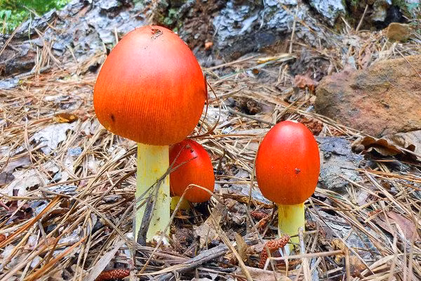 Nấm Caesar có rất nhiều chất dinh dưỡng và có thể chế biến thành nhiều món ăn ngon, bổ dưỡng như nấu cháo, xào mướp, nấu lẩu… Đây là loài nấm cực kỳ quý hiếm trên thế giới. Hương vị nấm rất thơm, ngon và giòn.