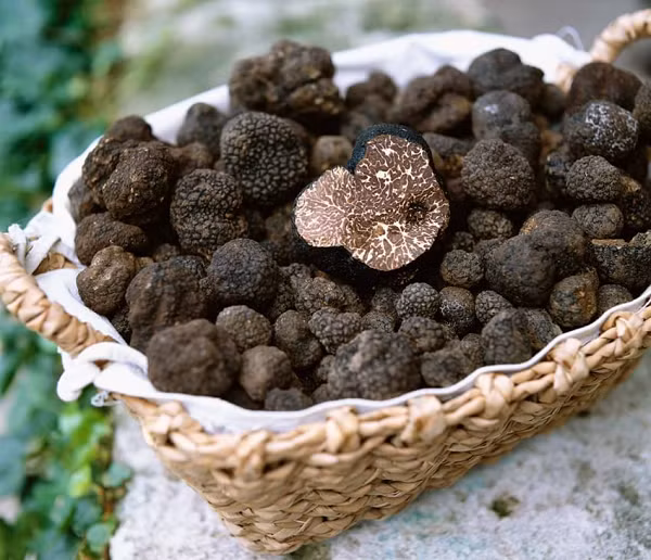 Tương truyền, người Hy Lạp và La Mã cổ đại ca tụng truffle như một loại thần dược phòng the, có tác dụng khơi nguồn cảm hứng và ẩn chứa đầy sự bị ẩn lôi cuốn.