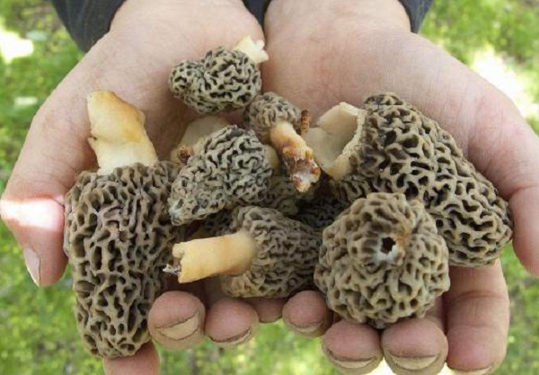 Nấm The Black Morel (Morchella conica) có hình dạng tổ ong do mạng lưới các đường vân với các lỗ tạo thành mũ của chúng. Loại nấm này được đánh giá cao bởi các đầu bếp sành ăn, đặc biệt là ẩm thực Pháp.