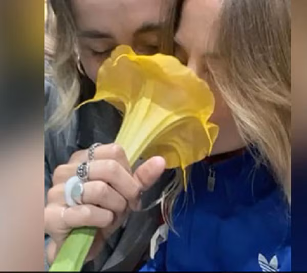 Đó là hoa loa kèn có tên gọi Datura, “Angel’s Trumpet” (kèn của thiên thần), có chứa scopolamine, một chất gây ảo giác và lú lẫn chết người, còn được gọi là burundanga hay “Hơi thở của Quỷ”.