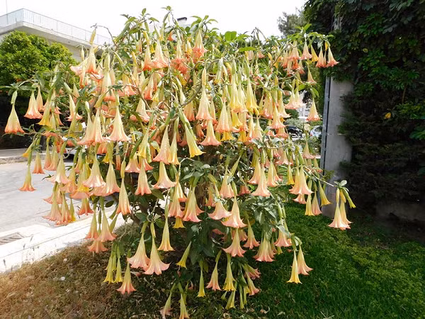 Khác với y học cổ truyền, y học hiện đại xếp cà độc dược vào nhóm chất độc Bảng A. Nghiên cứu đã chỉ ra rằng, tác dụng dược lý của cà độc dược chủ yếu đến từ thành hyoxin và atropine của cây.