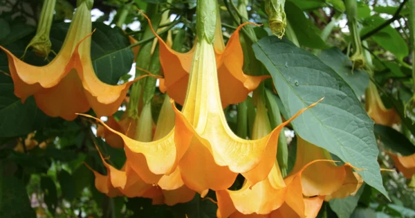 Trong thời kỳ Chiến tranh lạnh, cả Mỹ và Liên Xô đều sử dụng chất này dưới dạng huyết thanh nói thật. Giờ đây, nó được dùng chủ yếu bởi kẻ xấu nhằm trộm cướp và cưỡng bức - đặc biệt ở các nước Nam Phi như Ecuador và Colombia.