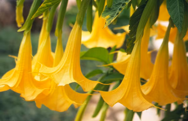 Ở nước ta, loài hoa loa kèn này được gọi là cà độc dược, có 3 loài chính là cây cà độc dược với hoa đốm tím, cành và thân tím (Datura metel L. forma violacea), cây cà độc dược với hoa trắng thân xanh, cành xanh (Datura metel L. forma alba) và dạng lai của hai dạng trên.