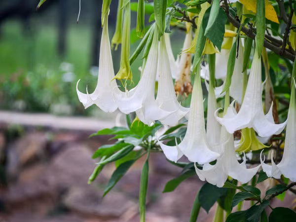 Tuy nhiên, loài cây này không hẳn là xấu, trong y học cổ truyền, cà độc dược được xem là một trong 50 vị thuốc cơ bản với tên gọi dương kim hoa.