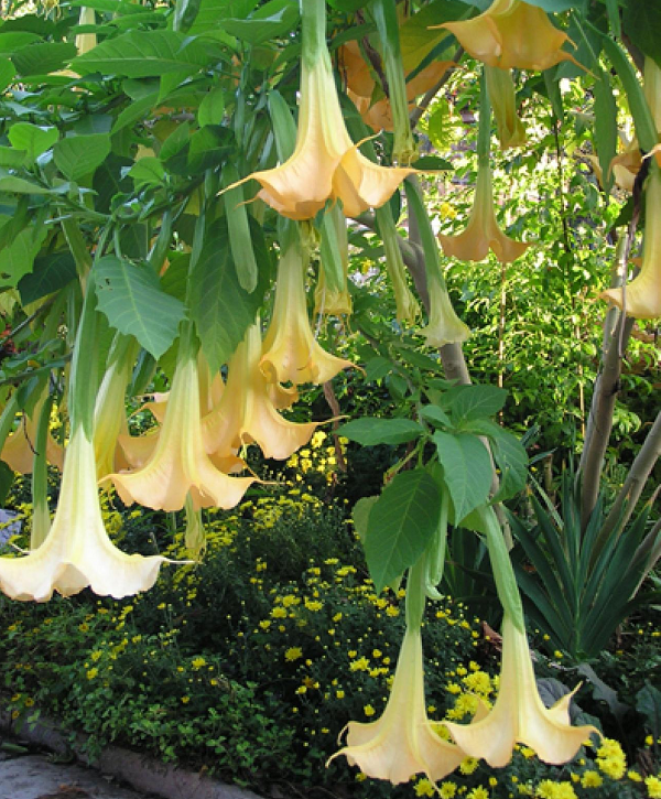 Nhìn chung các dạng cây cà độc dược đều là những cây nhỏ, cao từ 1 – 2m, mọc hàng năm. Toàn thân cây gần như nhẵn và có nhiều lông. Cành non và các bộ phận non trên cây đều có lông tơ ngắn. Thân cây có màu tím hoặc màu xanh tùy theo dạng.