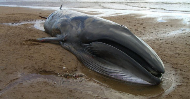 Năm 1324, Hoàng gia Anh quy định nếu một con cá voi chết trên bờ biển nước này, phần đầu con cá sẽ thuộc về nhà vua còn phần đuôi thuộc về nữ hoàng.