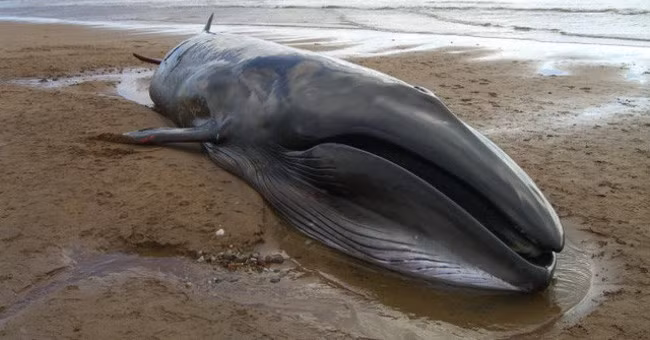 Năm 1324, Hoàng gia Anh quy định nếu một con cá voi chết trên bờ biển nước này, phần đầu con cá sẽ thuộc về nhà vua còn phần đuôi thuộc về nữ hoàng.