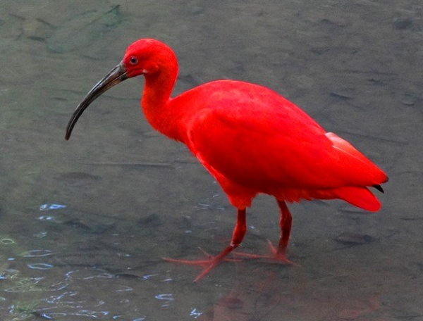 Cò quăm đỏ là một loài chim rất đặc biệt. Hình dáng của cò quăm đỏ giống như hầu hết 27 loài cò quăm còn tồn tại khác, nhưng chúng có khác biệt đáng kể ở màu lông rực rỡ đỏ tươi như máu.