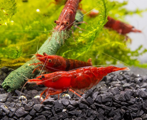 Tôm anh đào là một loại tôm nước ngọt đến từ Đài Loan thường được nuôi trong các bể cá cảnh. Màu tự nhiên của loài tôm này là xanh nâu tuy nhiên, chúng lại có hiệu ứng chuyển thành màu đỏ.