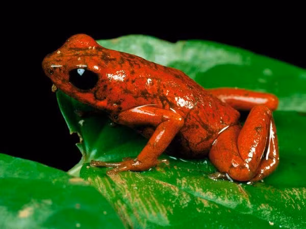  Ếch phi tiêu độc màu dâu tây không phải luôn có màu đỏ, một số trường hợp cá biệt mang màu sắc và hoa văn khác như màu xanh vàng. Loài ếch này thường sống ở những vùng đất thấp ẩm và các khu rừng rậm rạp.