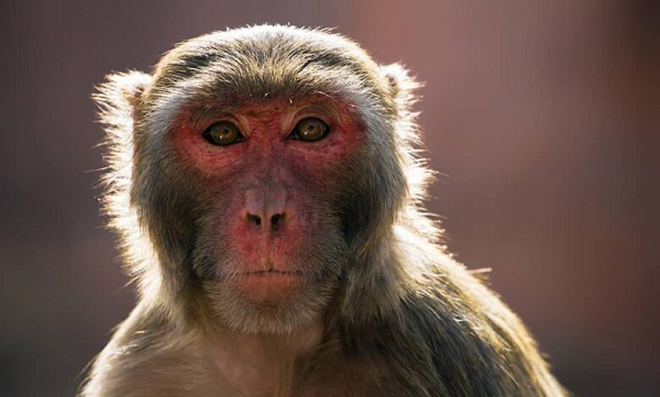 Những người có nguy cơ cao nhất và thường nhiễm Monkey B là bác sĩ thú y, nhà khoa học hoặc nhà nghiên cứu làm việc trực tiếp với động vật linh trưởng, những người có thể tiếp xúc với chất dịch cơ thể của chúng qua vết xước, vết cắn hoặc hoạt động mổ xẻ.