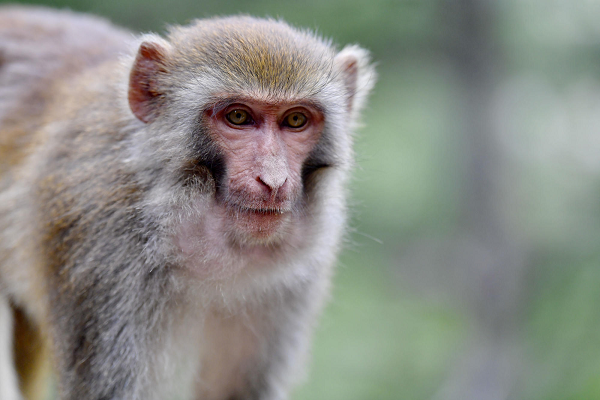 Ca nhiễm virus Monkey B đầu tiên ở người được phát hiện vào năm 1932. Thế giới đã ghi nhận khoảng 100 người mắc chủng virus này, phần lớn là ở Bắc Mỹ.