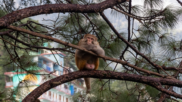 Sau một thời gian, người bị nhiễm virus có thể nổi mụn nước nhỏ ở vết thương, đi kèm các triệu chứng khác bao gồm khó thở, buồn nôn và nôn, đau bụng, nấc cụt.
