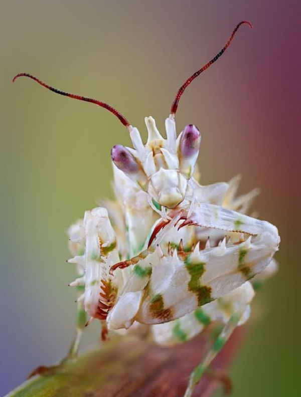 Tuy nhiên cũng là loài săn mồi “lười biếng” khi chỉ ngồi đợi con mồi rơi vào tầm ngắm, thay vì tìm kiếm con mồi.