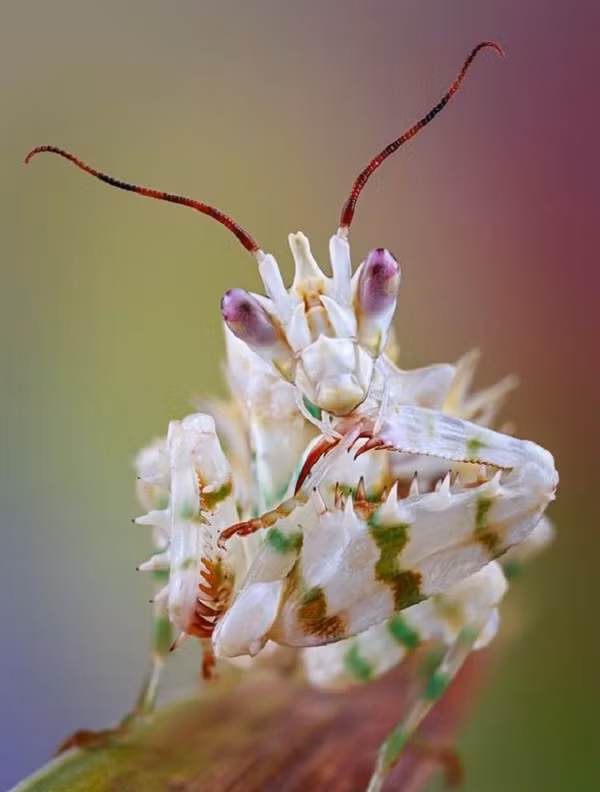 Tuy nhiên cũng là loài săn mồi “lười biếng” khi chỉ ngồi đợi con mồi rơi vào tầm ngắm, thay vì tìm kiếm con mồi.