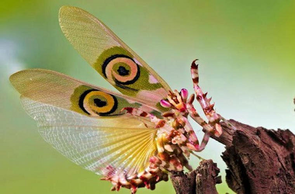 Râu của con đực thì lại dài và dày hơn của con cái.