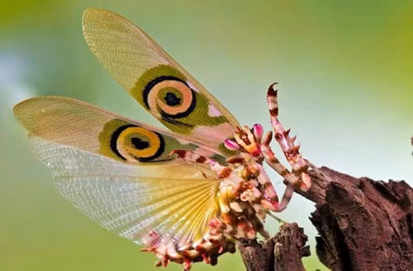 Râu của con đực thì lại dài và dày hơn của con cái.