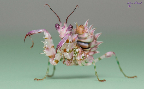 Loại bọ ngựa sát thủ này chỉ dài từ 3-5cm nên thức ăn của chúng chỉ là những loài bướm và ruồi.