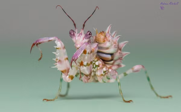 Loại bọ ngựa sát thủ này chỉ dài từ 3-5cm nên thức ăn của chúng chỉ là những loài bướm và ruồi.