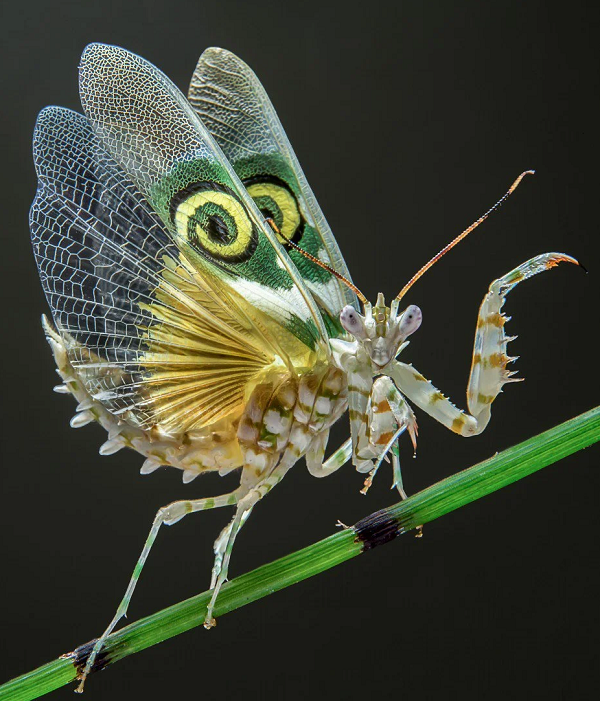 Điểm đặc biệt nữa ở những con bọ ngựa cái sở hữu túi trứng to gấp 3 lần tất cả các bộ phận khác của cơ thể.