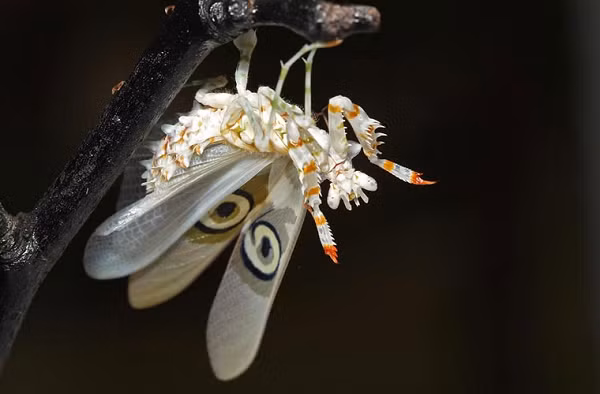 Chúng được tìm thấy chủ yếu tại các khu vực thuộc Nam Phi.
