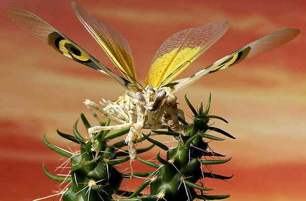 Có thể nhận biết con đực, con cái trưởng thành dựa vào so sánh độ dài của cánh. (Cánh của con cái chỉ dài tới bụng, trong khi của con đực thì dài quá bụng).