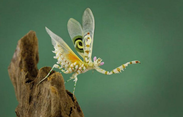 Bọ ngựa hoa gai không sống được trong môi trường quá ẩm ướt bởi dễ bị nhiễm độc.