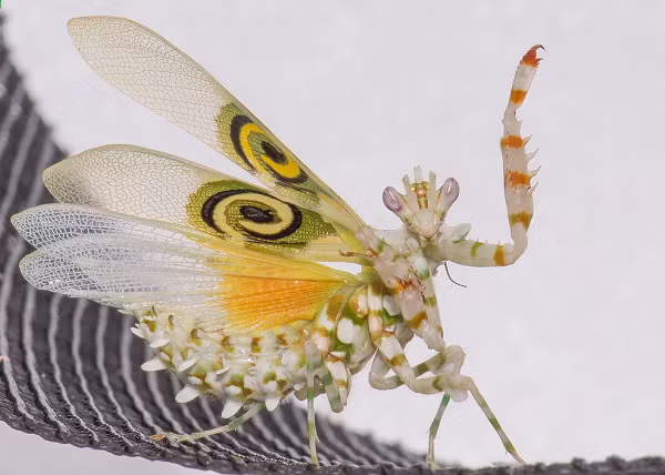 Dù có vẻ ngoài bắt mắt nhưng chúng là một trong những loài bọ ngựa sát thủ, với khả năng phản xạ nhanh như chớp.