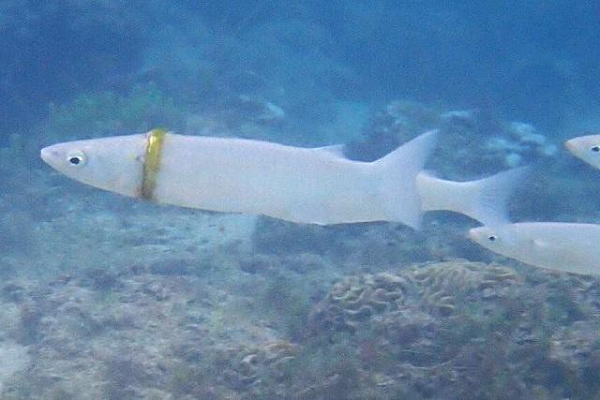 Một số loài cá thường được tìm thấy đeo vòng cổ nhưng chủ yếu những chiếc vòng được làm bằng nhựa từ chai nước trái cây hoặc sữa. Đây là lần hiếm hoi phát hiện được cá đeo nhẫn vàng.