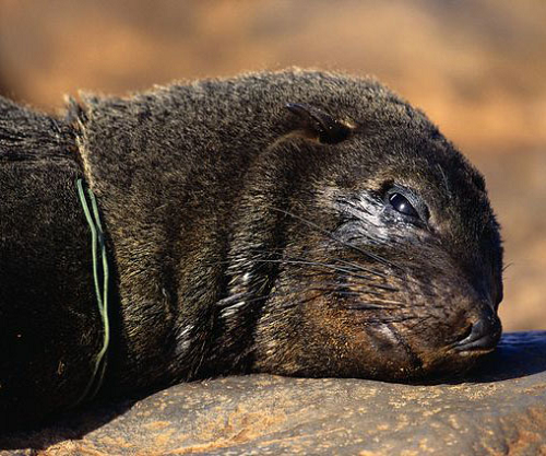 Chú hải cẩu này chết dần trong tuyệt vọng do bị một sợi dây vô tình quấn vào cổ