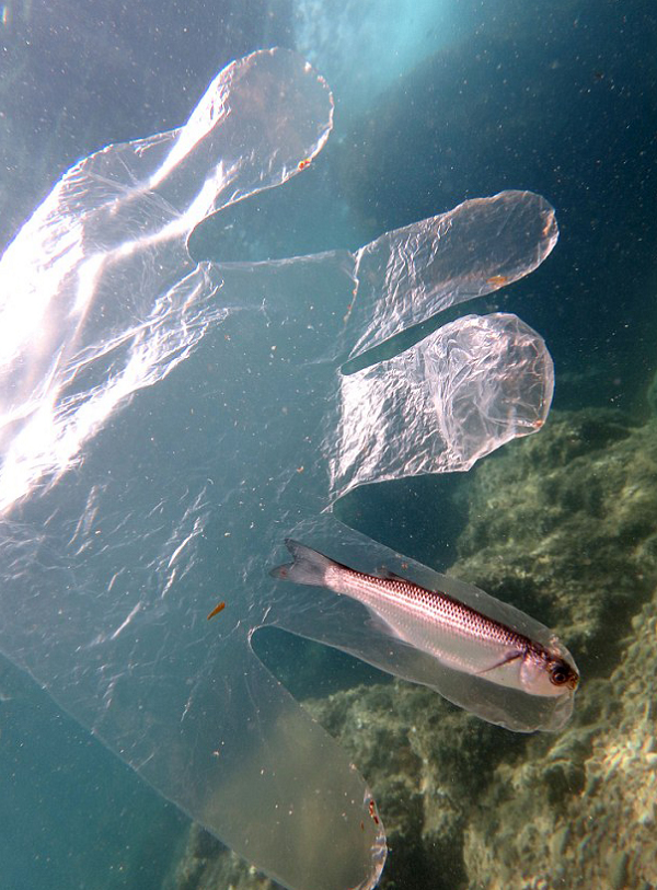 Rác thải của con người rơi xuống biển đều mang đến nguy cơ cướp đi sinh mạng của hàng triệu sinh vật biển. Trong ảnh là chú cá mắc kẹt trong bao tay nhựa, không thể kiếm ăn và ở trong tình trạng không lối thoát.