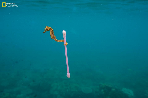 Chú cá ngựa cuốn lấy bông ngoáy tai khi "thong dong" trên biển ở ngoài khơi đảo Sumbawa, Indonesia.