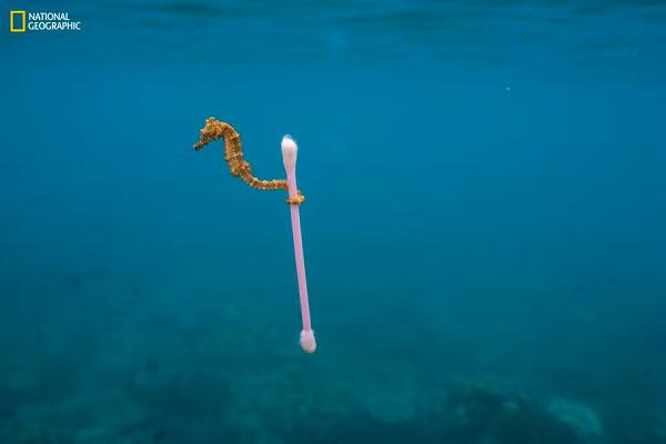 Chú cá ngựa cuốn lấy bông ngoáy tai khi "thong dong" trên biển ở ngoài khơi đảo Sumbawa, Indonesia.