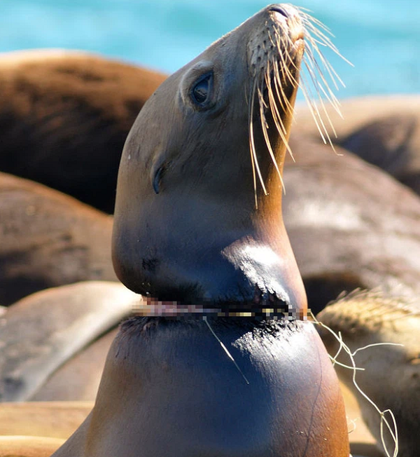 Một sợi lưới đánh cá mắc vào cổ con hải cẩu. Do bị siết chặt nên cổ của nó bị thương nặng.