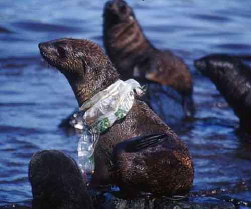 Chú hải cẩu này thì bị túi nilon cuốn quanh cổ.