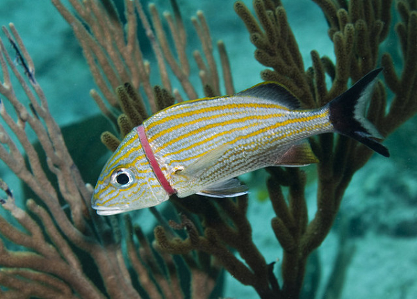 Hình ảnh về chú cá tội nghiệp này được ghi lại tại biển Caribean. Chỉ một sợi dây cao su bị vứt bừa bãi ra tự nhiên cũng có thể gây ra những tác hại không ngờ cho các loài động vật